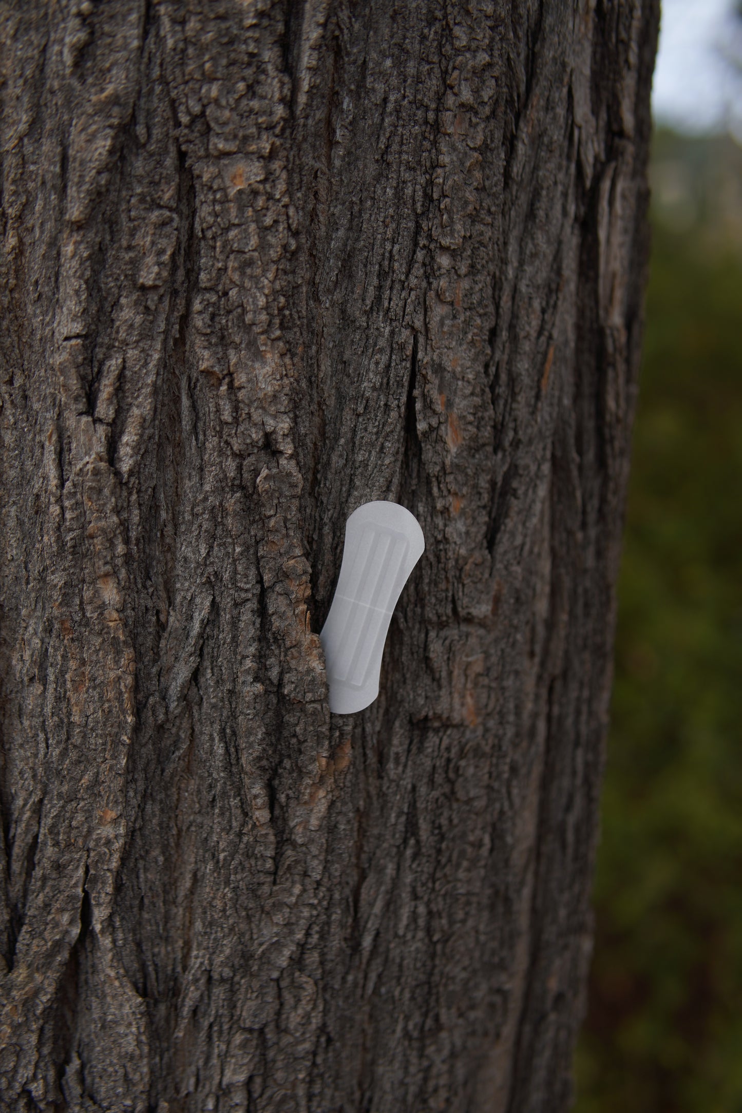 Nasal Flasteri